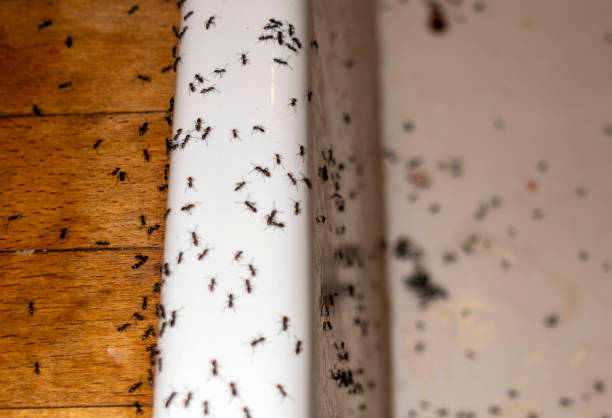 Best Best Pest Control Companies  in Greenwood, LA
