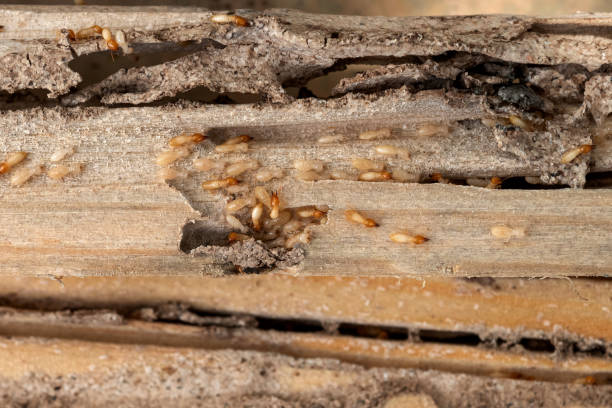 Best Insect Control  in Greenwood, LA